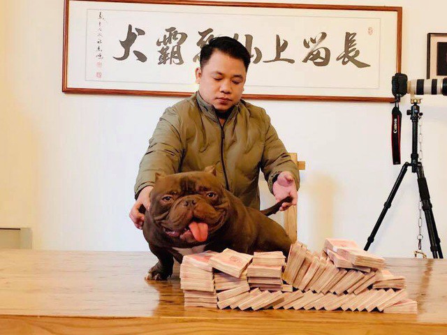 Tài chính - Ngân hàng - Đại gia kín tiếng chi gần 3 tỷ mua chó 'khủng', cơ bắp cuồn cuộn (Hình 2).