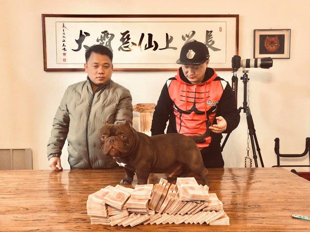Tài chính - Ngân hàng - Đại gia kín tiếng chi gần 3 tỷ mua chó 'khủng', cơ bắp cuồn cuộn