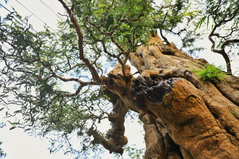 Tiêu dùng & Dư luận - Độc lạ cây me 'khổng lồ' 300 tuổi được 'hét' giá 2 tỷ đồng