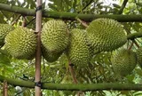 Giá sầu riêng hôm nay 2/3: Musang King và Black Thorn ở mức cao