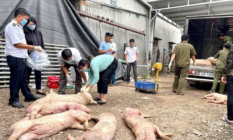 Phát hiện cơ sở giết mổ trái phép chứa hơn 7 tấn heo chết, thịt heo không rõ nguồn gốc