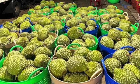 Giá sầu riêng hôm nay 3/1/2025: Sầu Thái tăng 5.000 đồng/kg