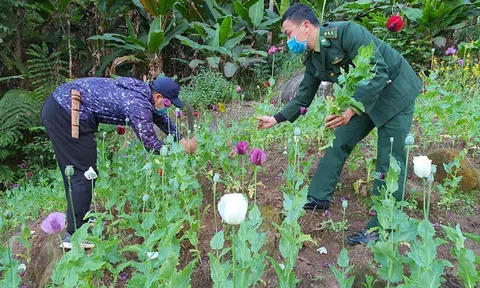 Phó Thủ tướng chỉ đạo: Kiểm soát nhập khẩu thuốc Spravato và hạt cây có chứa chất ma túy