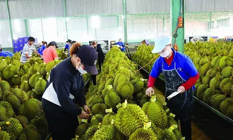 Xuất khẩu rau quả sang Trung Quốc giảm mạnh: "Cú sốc" sầu riêng và bài toán chất lượng