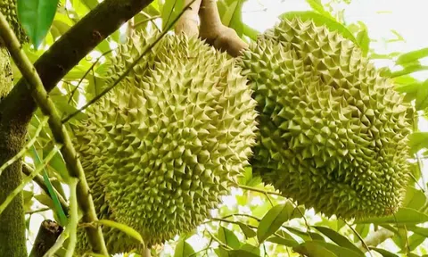 Giá sầu riêng hôm nay 16/3: Thị trường biến động, Ri6 tăng, sầu Thái giảm mạnh