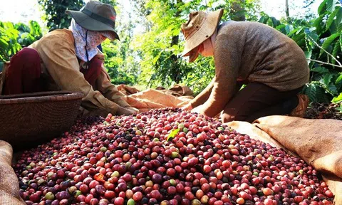 Giá cà phê hôm nay 17/3: Trong khoảng 131,800 - 132,000 đồng/kg