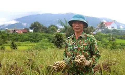 Ngọt lành dứa mật Đam Rông