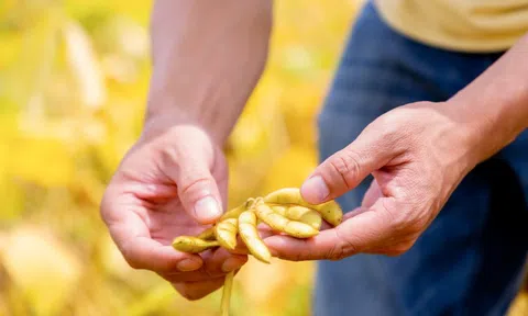Một hạt đậu có thể “đi” được bao xa?