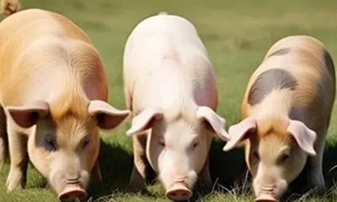 Giá heo hơi ngày 13/7/2025: Đồng loạt hạ giá tại miền Bắc