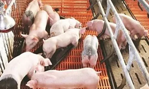 Giá heo hơi ngày 18/7/2025: Đồng giảm mạnh trên cả nước