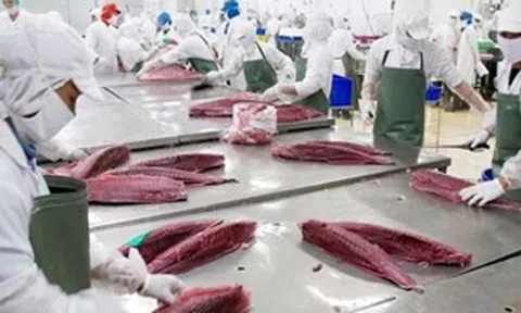 'Tắc' nguồn nguyên liệu, xuất khẩu cá ngừ sang Đức liên tục giảm mạnh