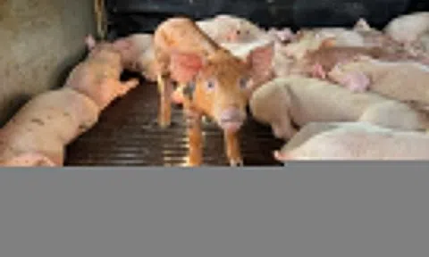 97 con lợn 'lạ' sùi bọt mép, co giật trên đường vào Đắk Lắk