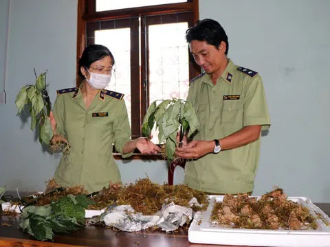 Bắt vụ vận chuyển Sâm Ngọc Linh giả tại "thủ phủ" Sâm thật