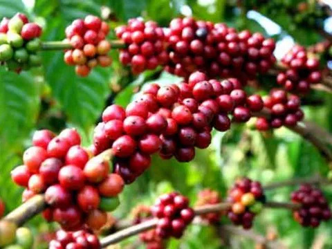 Giá cà phê hôm nay 11/11, Robusta đảo chiều tăng mạnh, xu hướng có bền?