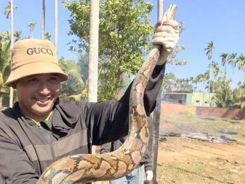 Dọn vườn, người dân phát hiện trăn gấm quý hiếm nặng 15 kg