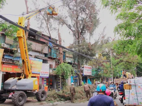 Hà Nội triển khai cắt tỉa cây xanh đảm bảo an toàn trước mùa mưa bão