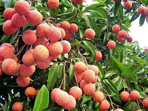 Hải Dương: Sắp tổ chức Hội nghị xúc tiến tiêu thụ vải thiều Thanh Hà