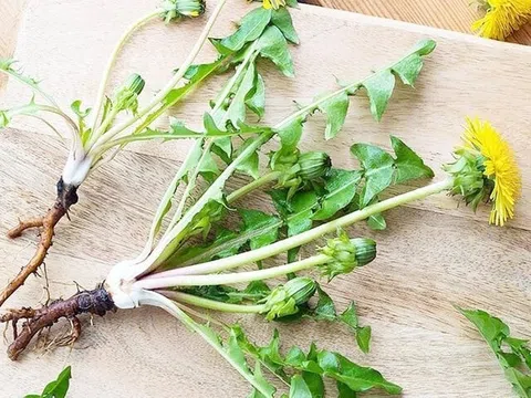 Cây bồ công anh có tác dụng chữa bệnh tuyệt vời ra sao?