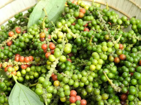Giá tiêu hôm nay 14/5: Tăng nhẹ 500 đồng/kg ở Đắk Nông