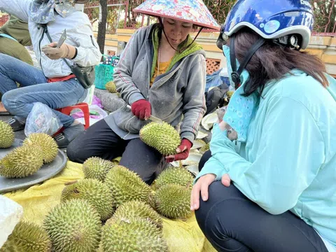 Loạn giá sầu riêng ở TPHCM