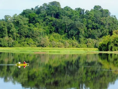 Ngành lâm nghiệp Việt Nam sẵn sàng thích ứng với EUDR