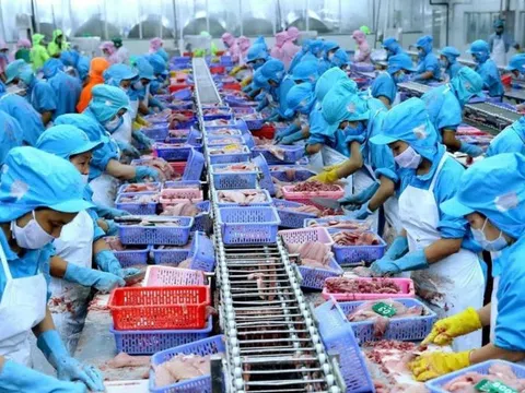 Các thị trường lớn của ngành thủy sản đã có tín hiệu hồi phục cả về nhu cầu và giá nhập khẩu