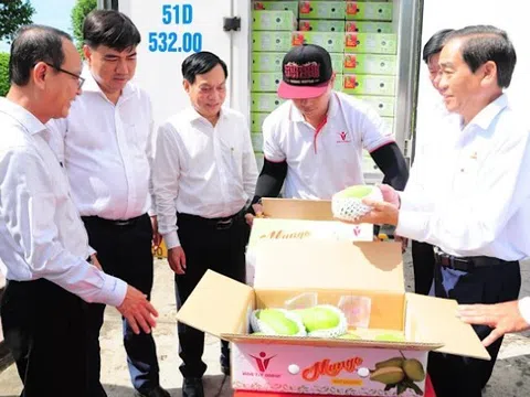 Cơ hội đưa trái xoài Cần Thơ vươn ra thế giới