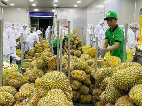 Xuất khẩu sầu riêng tháng 5-6/2024 đạt 1,05 tỷ USD