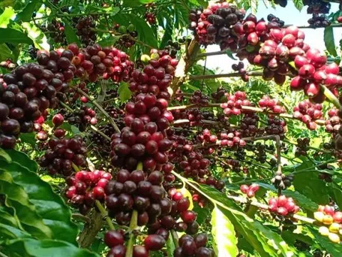 Giá cà phê hôm nay 15/7: Áp sát mốc 130.000 đồng/kg