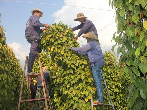 Giá tiêu hôm nay 16/7: Ở quanh mốc 150,000 - 151,000 đồng/kg.