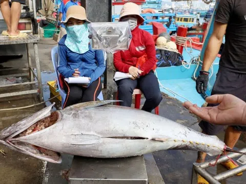 Xuất khẩu cá ngừ của Việt Nam sang thị trường nước nào nhiều nhất?