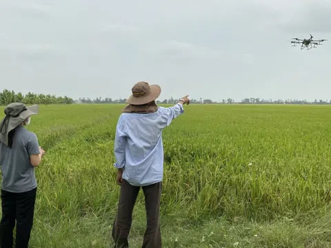 Để phát triển bền vững ngành lúa gạo từ Đề án 1 triệu ha lúa chất lượng cao