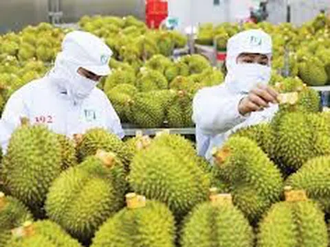 Đắk Lắk quản lý chặt chẽ hoạt động thu mua, xuất khẩu sầu riêng