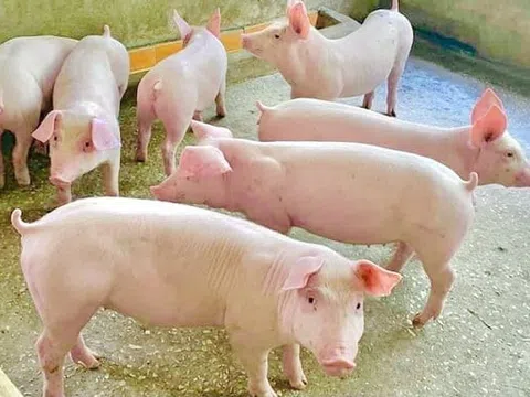 Giá heo hơi hôm nay 1/8: Tăng rải rác 1.000 đồng/kg