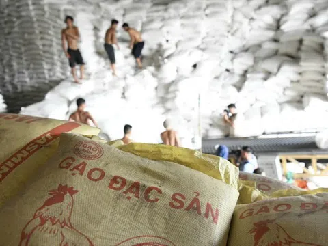 Giá gạo tăng cao, dự báo xuất khẩu lập kỷ lục