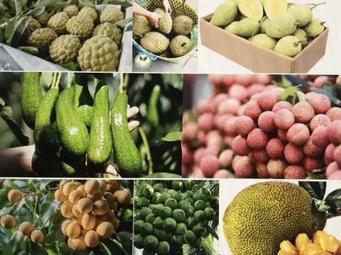 Tin vui: Trái cây Việt Nam hiện diện tại 60 thị trường thế giới