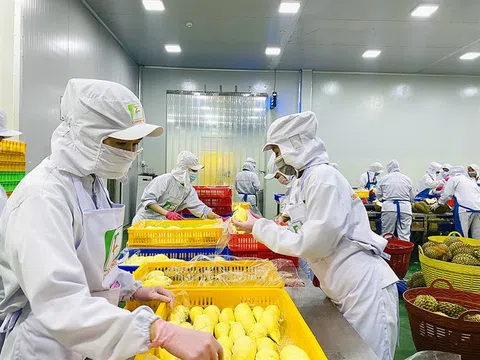 Sầu riêng đông lạnh sẽ góp mặt trong danh sách xuất khẩu tỷ USD trong năm 2025