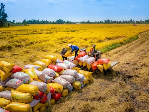 Tin vui cho gạo Việt Nam