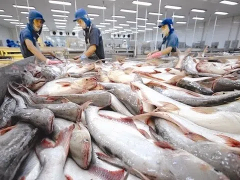 Mỹ giảm mức thuế chống bán phá giá cho 8 doanh nghiệp cá tra Việt Nam