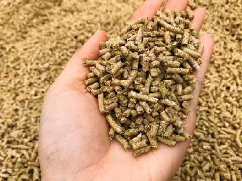 Điểm tên thị trường xuất khẩu lớn nhất thức ăn gia súc của Việt Nam