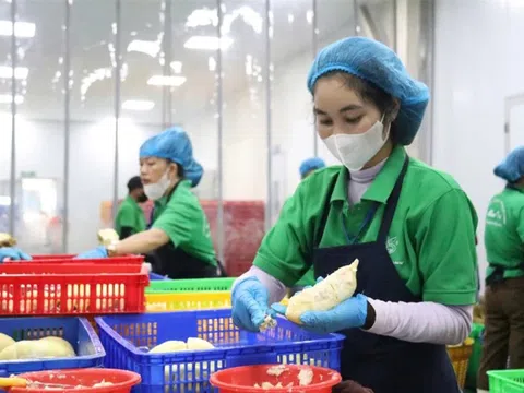 Xuất khẩu sầu riêng đông lạnh sang Trung Quốc, cơ hội nào cho doanh nghiệp Việt?
