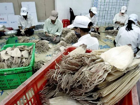 Hàn Quốc là thị trường nhập khẩu mực, bạch tuộc lớn nhất của Việt Nam