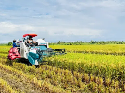 Giá gạo biến động sau 5 ngày Ấn Độ mở kho