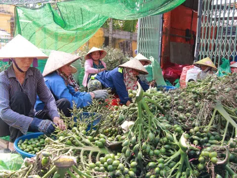 Người nông dân vui mừng, giá cau tươi tăng cao, vượt trên 80.000 đồng/kg