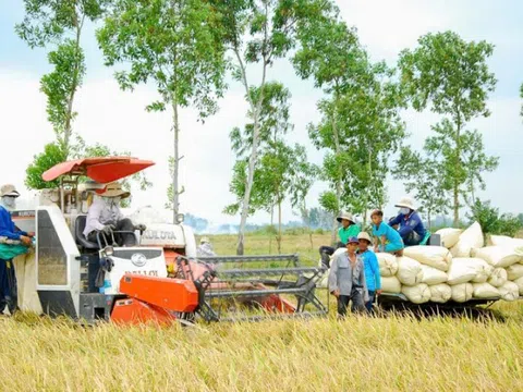 Sóc Trăng: Sản lượng lúa trong 9 tháng năm 2024 đạt trên 2,1 triệu tấn, tăng hơn 5% so với cùng kỳ