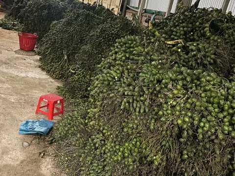 Trung Quốc mua cau Việt Nam giá vài chục nghìn, đưa ngược sang chợ Việt bán 3,3 triệu/kg