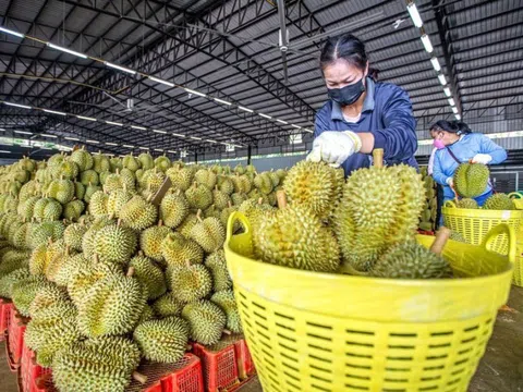 Xuất khẩu rau quả ước đạt 7 tỷ USD, Trung Quốc vẫn là thị trường chính