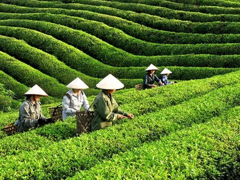 Trung Quốc nhập hàng nghìn tấn chè của Việt Nam