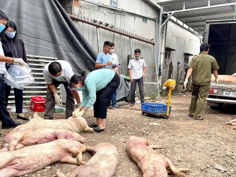 Phát hiện cơ sở giết mổ trái phép chứa hơn 7 tấn heo chết, thịt heo không rõ nguồn gốc