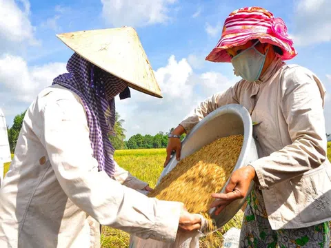 Giá lúa gạo hôm nay ngày 30/12: Giá gạo ổn định, lúa tươi đứng giá